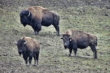 Ausgewachsene Bisonbullen können ein Gewicht von bis zu einer Tonne erreichen.