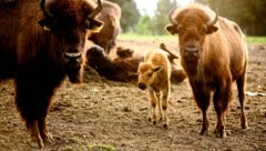 Das Mutterglück blieb einer Bisonkuh in der Steiermark verwehrt. (Symbolbild)