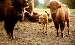Das Mutterglück blieb einer Bisonkuh in der Steiermark verwehrt. (Symbolbild)
