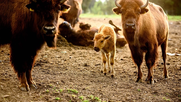 Das Mutterglück blieb einer Bisonkuh in der Steiermark verwehrt. (Symbolbild)