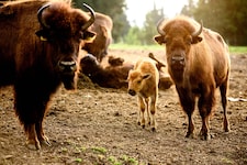 Das Mutterglück blieb einer Bisonkuh in der Steiermark verwehrt. (Symbolbild)
