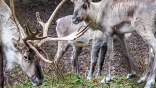 Rentiere spielen eine wichtige Rolle in der Lebensgrundlage vieler indigener Gemeinschaften.