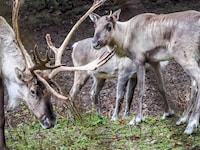 Rentiere spielen eine wichtige Rolle in der Lebensgrundlage vieler indigener Gemeinschaften.