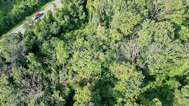 Forscher suchen nach Risiko-Hotspots für Waldbrände – auch in Österreich.