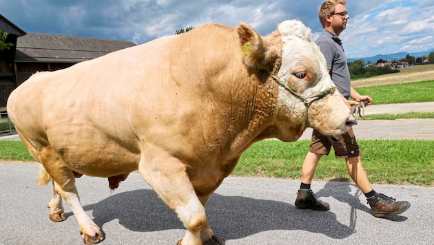 Ein Fleckvieh-Bulle wie aus dem Bilderbuch: Der gebürtige Kärntner namens „Wintertraum“ mit ...