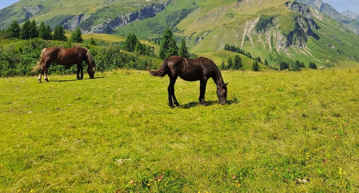 Pferde laben sich an den kräutereichen Alpwiesen.