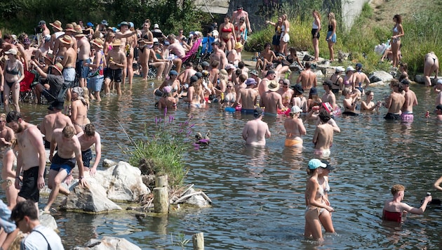 Hunderte Frequency-Besucher kühlen sich in der Traisen ab - zum Leidwesen der Fische.