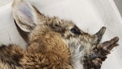 Ein mit dem Cottontail Papillomavirus infiziertes Kaninchen, das bereits verstorben ist