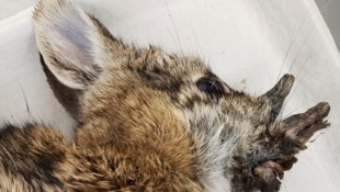 Ein mit dem Cottontail Papillomavirus infiziertes Kaninchen, das bereits verstorben ist