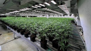 Das Bild zeigt eine der ausgehobenen Plantagen.