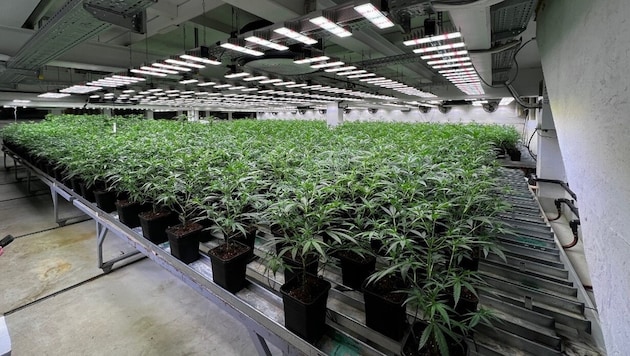Das Bild zeigt eine der ausgehobenen Plantagen.