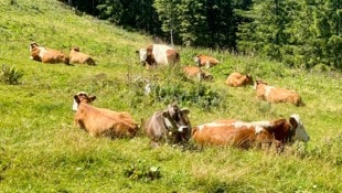 Immer wieder kommt es auch auf den steirischen Almen zu brenzligen Situationen mit Weidevieh, ...