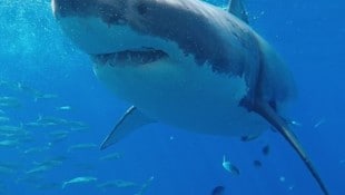 Vor Guadalupe hielt Preinig diese Begegnung mit einem Weißen Hai fest – von einem Käfig aus.