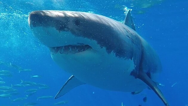 Vor Guadalupe hielt Preinig diese Begegnung mit einem Weißen Hai fest – von einem Käfig aus.