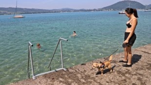 Beim „Krone“-Lokalaugenschein am Donnerstag war am neu eröffneten Hundebadeplatz in Weyregg am ...