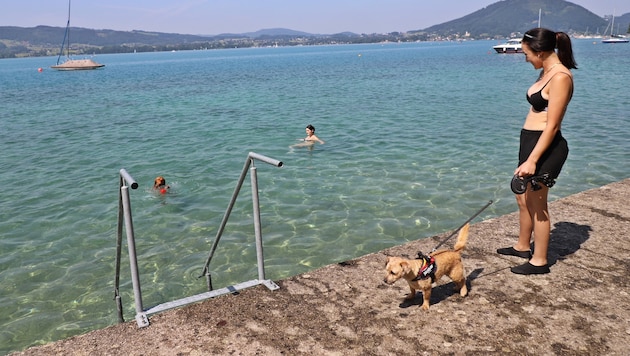 Beim „Krone“-Lokalaugenschein am Donnerstag war am neu eröffneten Hundebadeplatz noch eher wenig ...