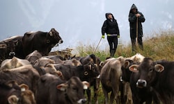 Das Älplerleben ist nicht immer gemütlich – Regen und Kälte gehören auch dazu.