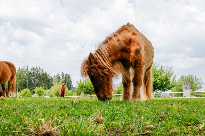 Die Tiere bekamen von dem Konzert überhaupt nichts mit.
