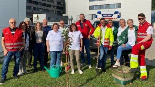 Das Rote Kreuz beim Apfelbaumpflanzen. 