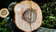 Forstarbeit birgt viele Gefahren. In Metnitz wurde ein 75-Jähriger tödlich verletzt. Symbolbild