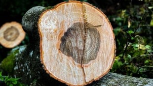 Forstarbeit birgt viele Gefahren. In Metnitz wurde ein 75-Jähriger tödlich verletzt. Symbolbild