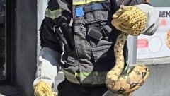 Auf der Landstraße wurde die Boa entdeckt.