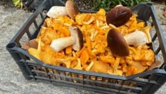 Eierschwammerl sowie Steinpilze hatten heuer vielerorts bereits Hochsaison.