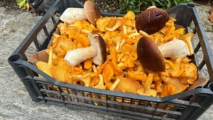 Eierschwammerl sowie Steinpilze hatten heuer vielerorts bereits Hochsaison.
