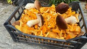 Eierschwammerl sowie Steinpilze hatten heuer vielerorts bereits Hochsaison.