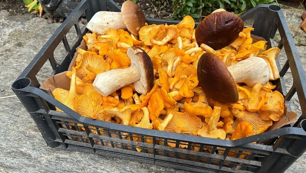 Eierschwammerl sowie Steinpilze hatten heuer vielerorts bereits Hochsaison.