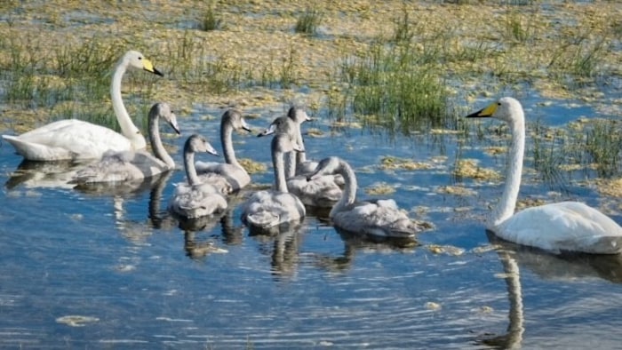 Die Natur, in diesem Fall Schwäne, besiedeln die behutsam von Experten errichteten ...