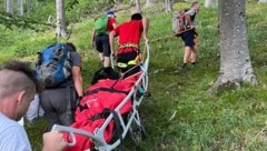 Der Hund war an allen Pfoten verletzt, er wollte nicht mehr weitergehen.