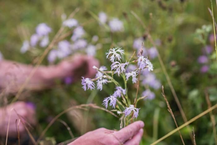 Die Feuchtwiesen-Blaunelke fühlt sich in den neuen Habitaten so richtig wohl.