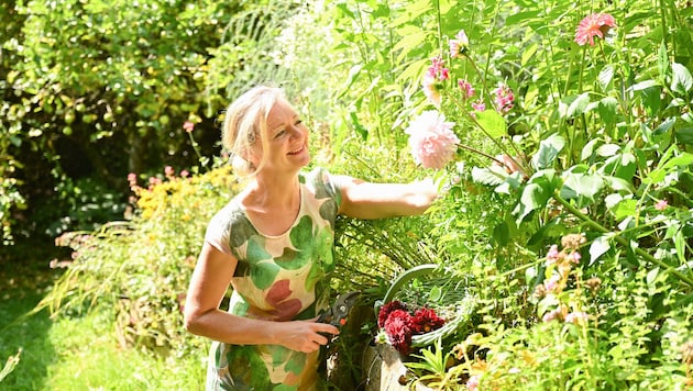 Patrizia Haslinger zeigt ihre Schätze her – in ihrem Garten wachsen viele Dahlien, die sie gerne ...