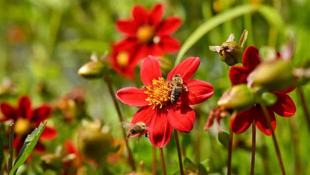 Blumen, Setzlinge, Erde und Sträucher gibt es in Feldkirch nur mehr während der Geschäftszeiten.