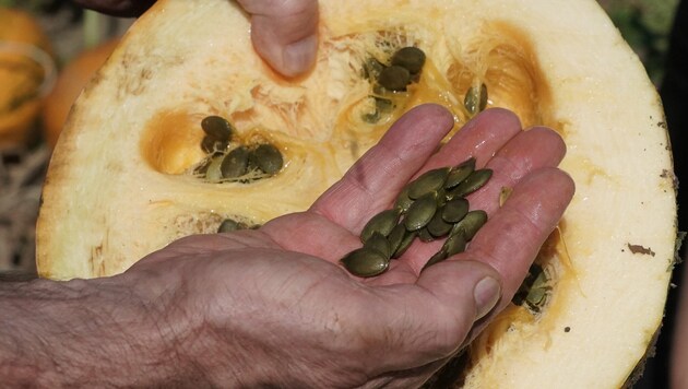 Dieser Tage starten bereits die ersten steirischen Bauern mit der Kürbisernte.