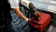 Ein Zollhund in Wien-Schwechat im Einsatz: Die Spürnasen erschnüffeln am Flughafen fast alles.