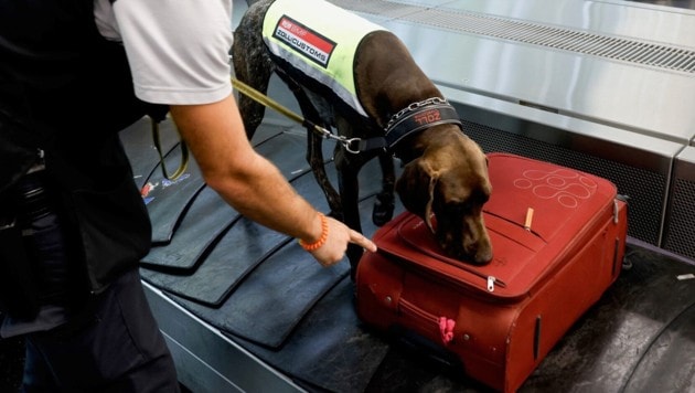 Ein Zollhund in Wien-Schwechat im Einsatz: Die Spürnasen erschnüffeln am Flughafen fast alles.