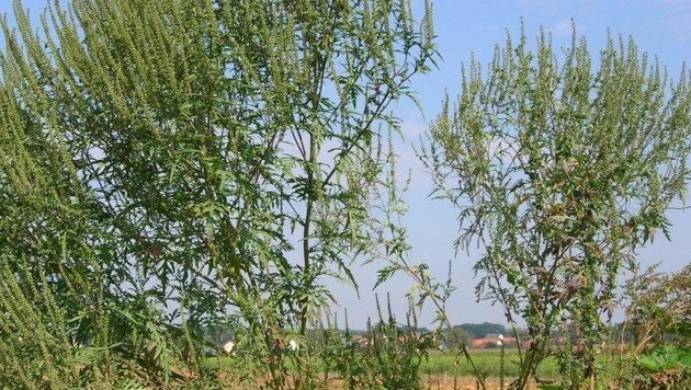 Pflanzen stehen oft am Rand von Feldern.