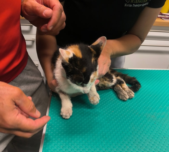 Die Katze wurde nach der Rettung medizinisch versorgt.