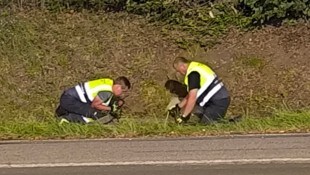 Mit vereinten Kräften versuchten die Einsatzkräfte die Katze zu befreien.