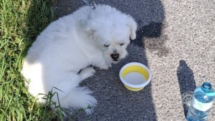 ÖAMTC-Pannenfahrer Gerhard Hollitscher kümmerte sich um den Vierbeiner, während seine Besitzer ...