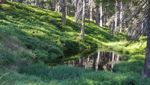 Vier Eidechsenarten leben in Vorarlberg. Leider finden sie immer weniger geeignete Lebensräume.