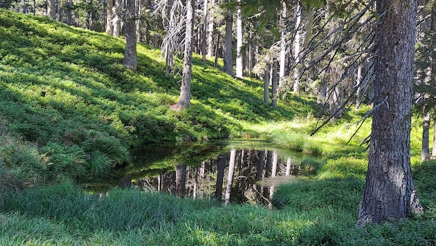 Vier Eidechsenarten leben in Vorarlberg. Leider finden sie immer weniger geeignete Lebensräume.