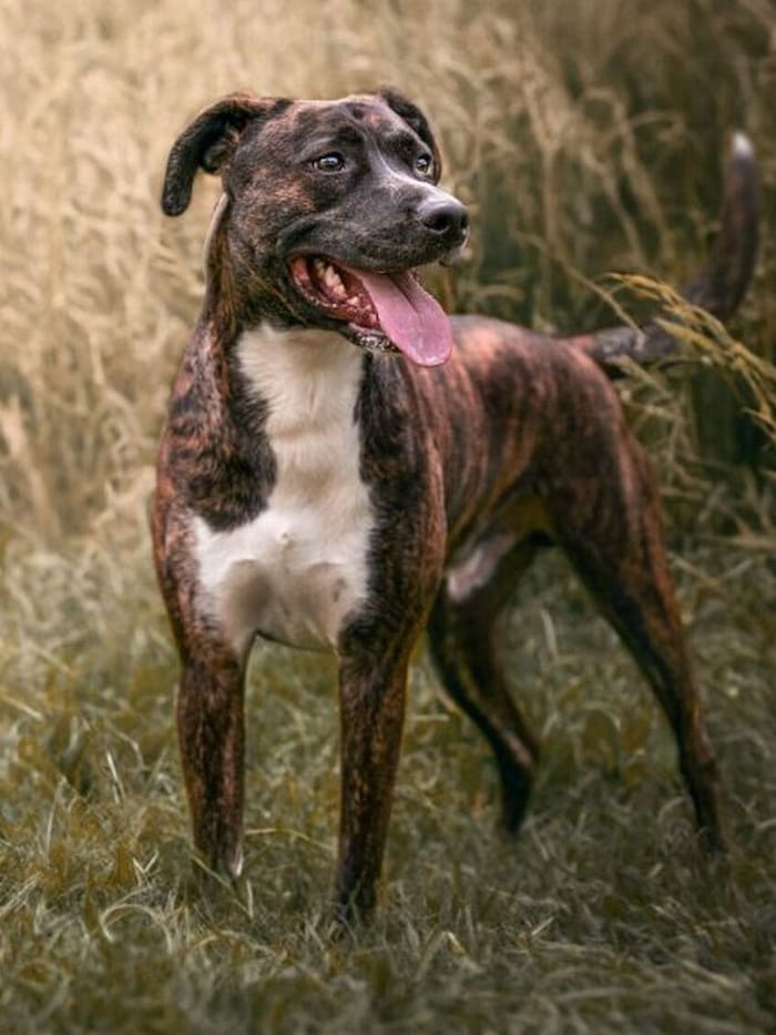 Hundekenner gesucht