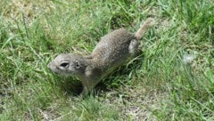 Das Gehirn der Erdhörnchen macht nur bedingt Winterschlaf.