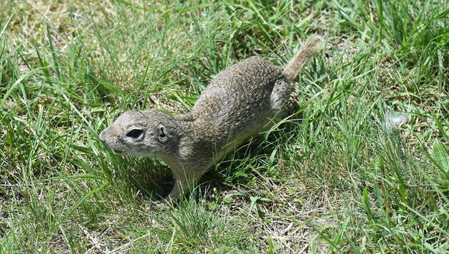 Das Gehirn der Erdhörnchen macht nur bedingt Winterschlaf.