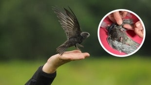 Damit der Mauersegler seine Reise in den Süden antreten kann, muss das Federkleid in bestem ...