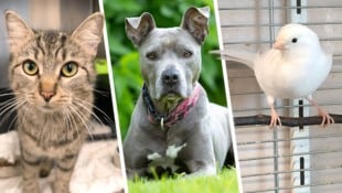 Ob Katze Verona, Pitbull Safira oder Kanarienvögel, sie alle suchen einen schönen Platz zum ...