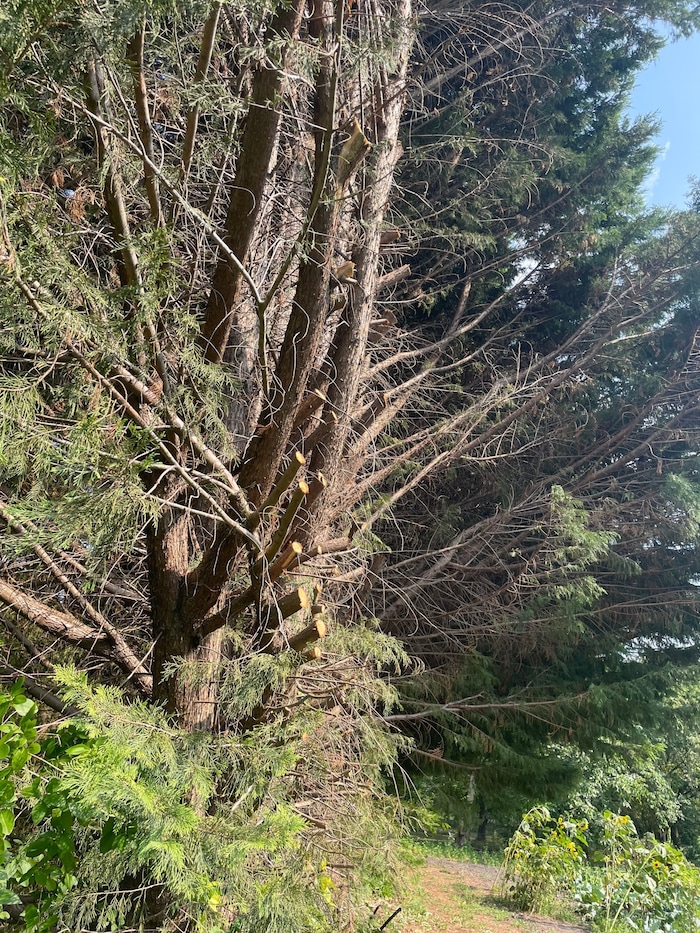 Die vom Nachbarn gestutzte Hecke
